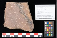 Foto (Objekt + Etikett) von Quercus palaeoilex Ettingshausen (NHMW-GEO-2024-0188-0759)